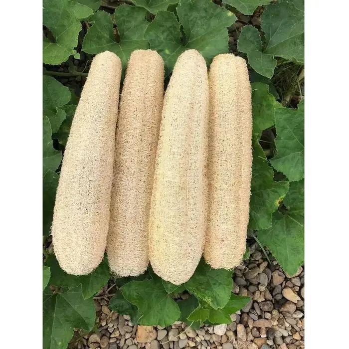 Éponges de Loofah organiques naturelles entières