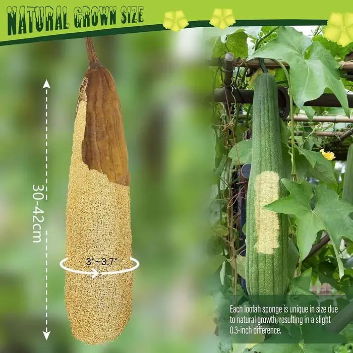 Éponges de Loofah organiques naturelles entières